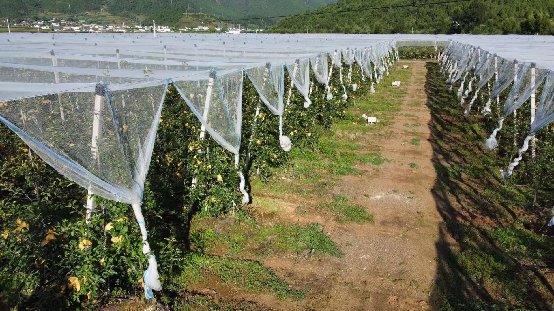 平顶式防雹网